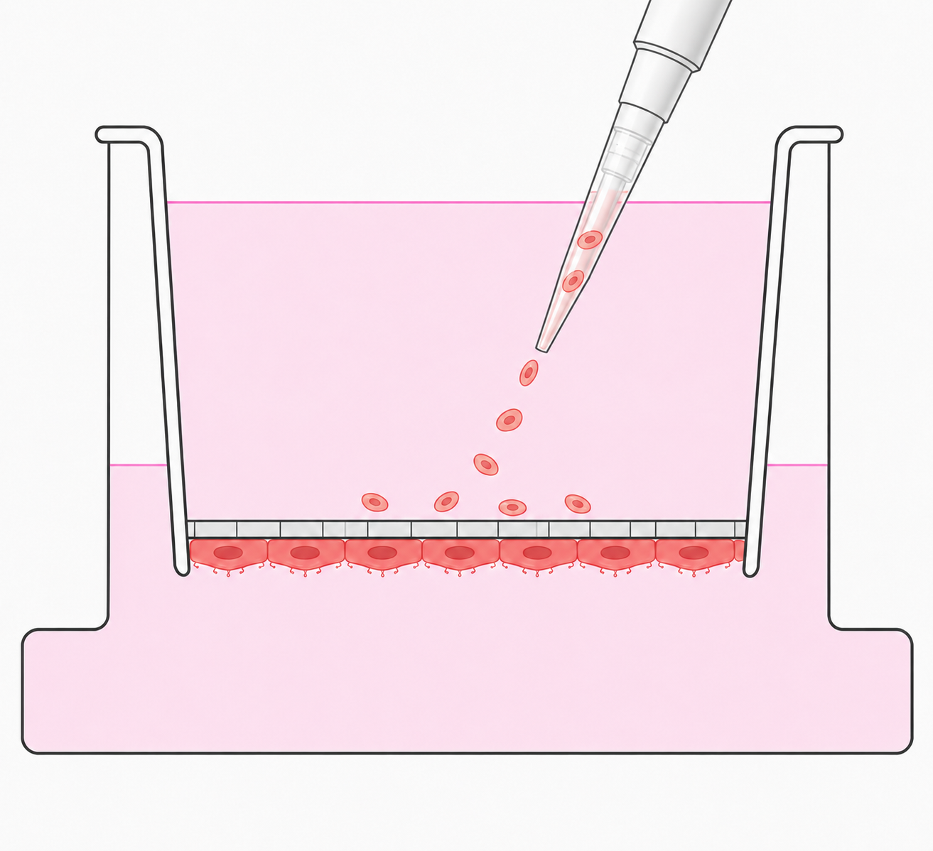 Step 1: Seed your cells